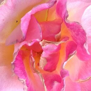 Meet your Posher, Janette